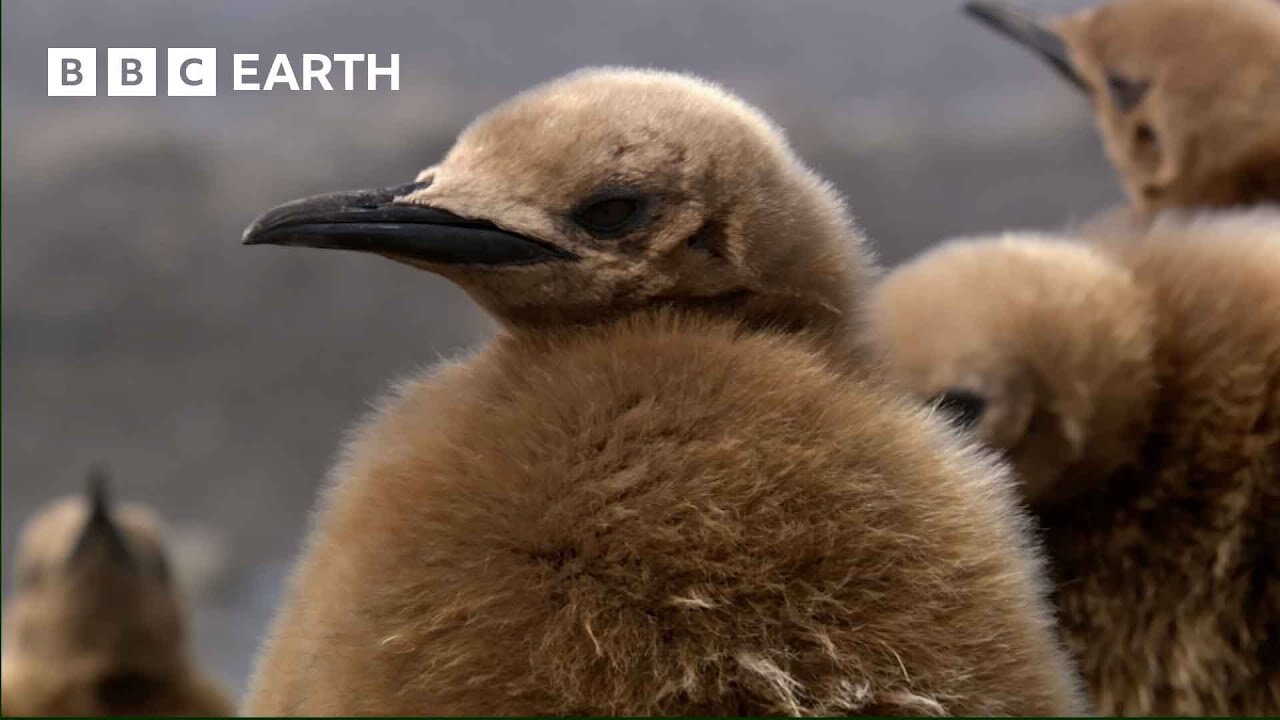 Baby Penguins Take a Mud Bath | Narrated by Andrew Scott | BBC Earth