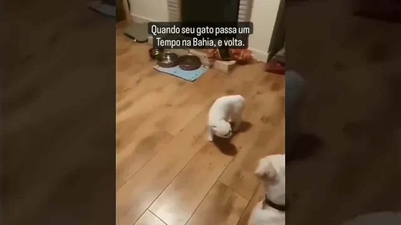 Gato da Capoeira