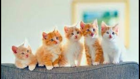 Cute and Funny Cats - Cutest Cat Ever top 10 cutest cats in the world 29 Of The Most