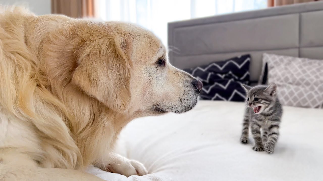 Golden Retriever Meets New Tiny Kitten for the First Time!.