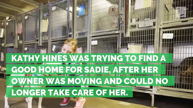 Adopted Dog Wakes Mom on First Night with New Family, Saves Age 2 Boy’s Life