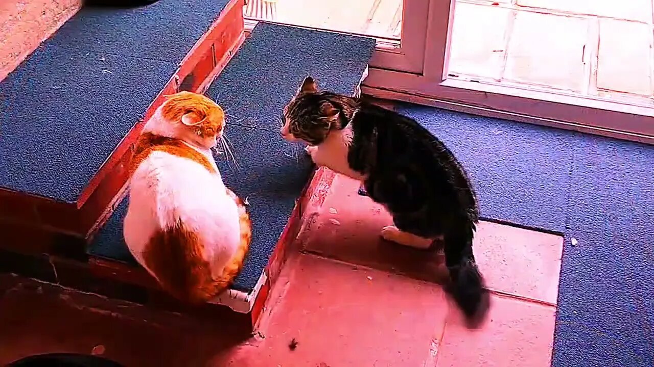 Cute cats fightscene
