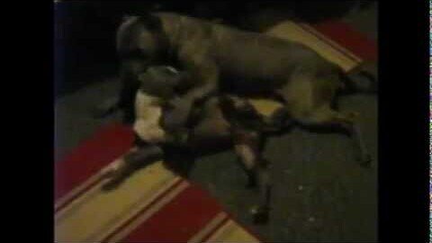 Colt & His Puppy (Blue Pit Bulls)