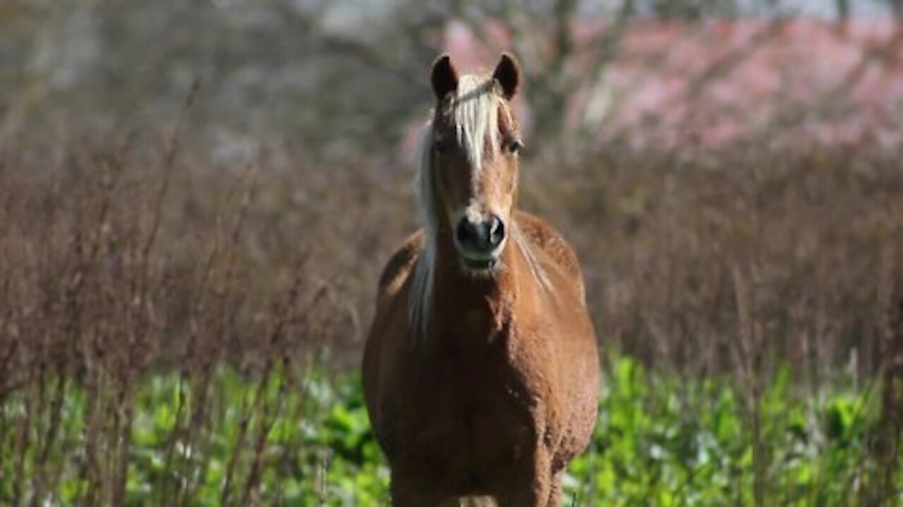 kind of training horse and smart observed