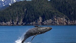 whale life in the ocean so nice