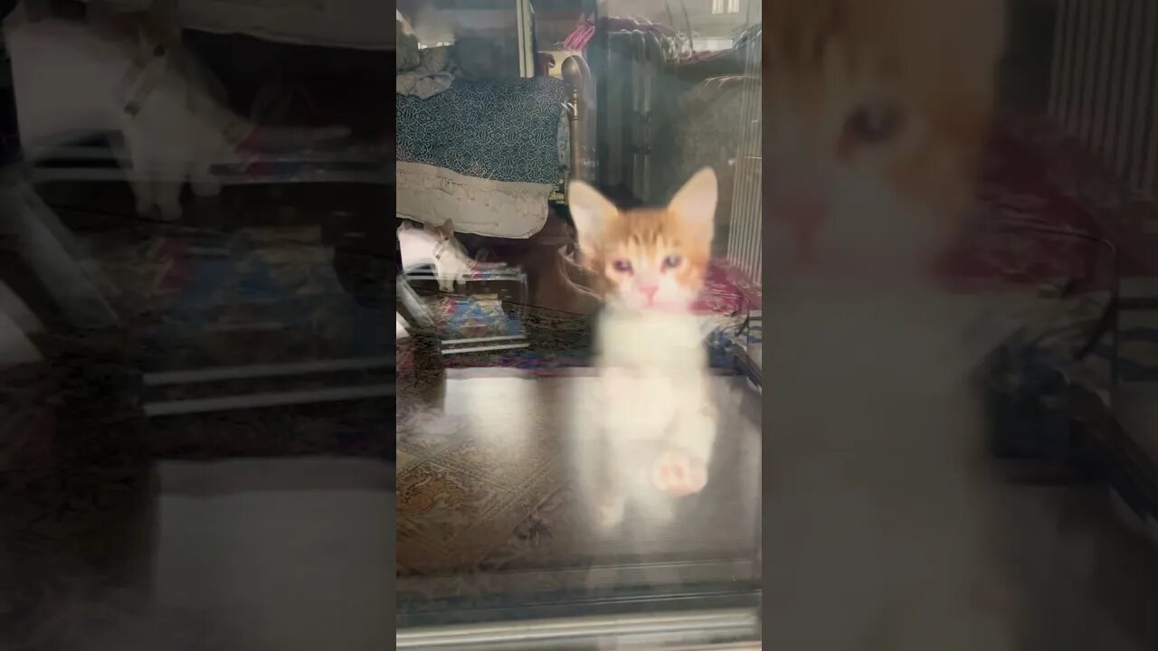 My cute kittens😻 #cutecats