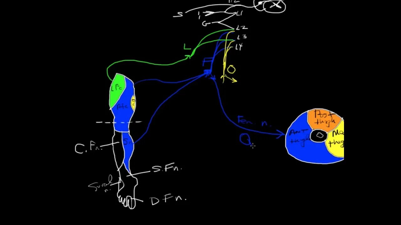 Lumbar plexus tutorial