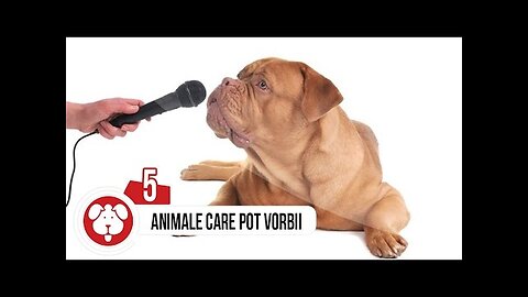 TOP 5 ANIMALE CARE POT VORBI