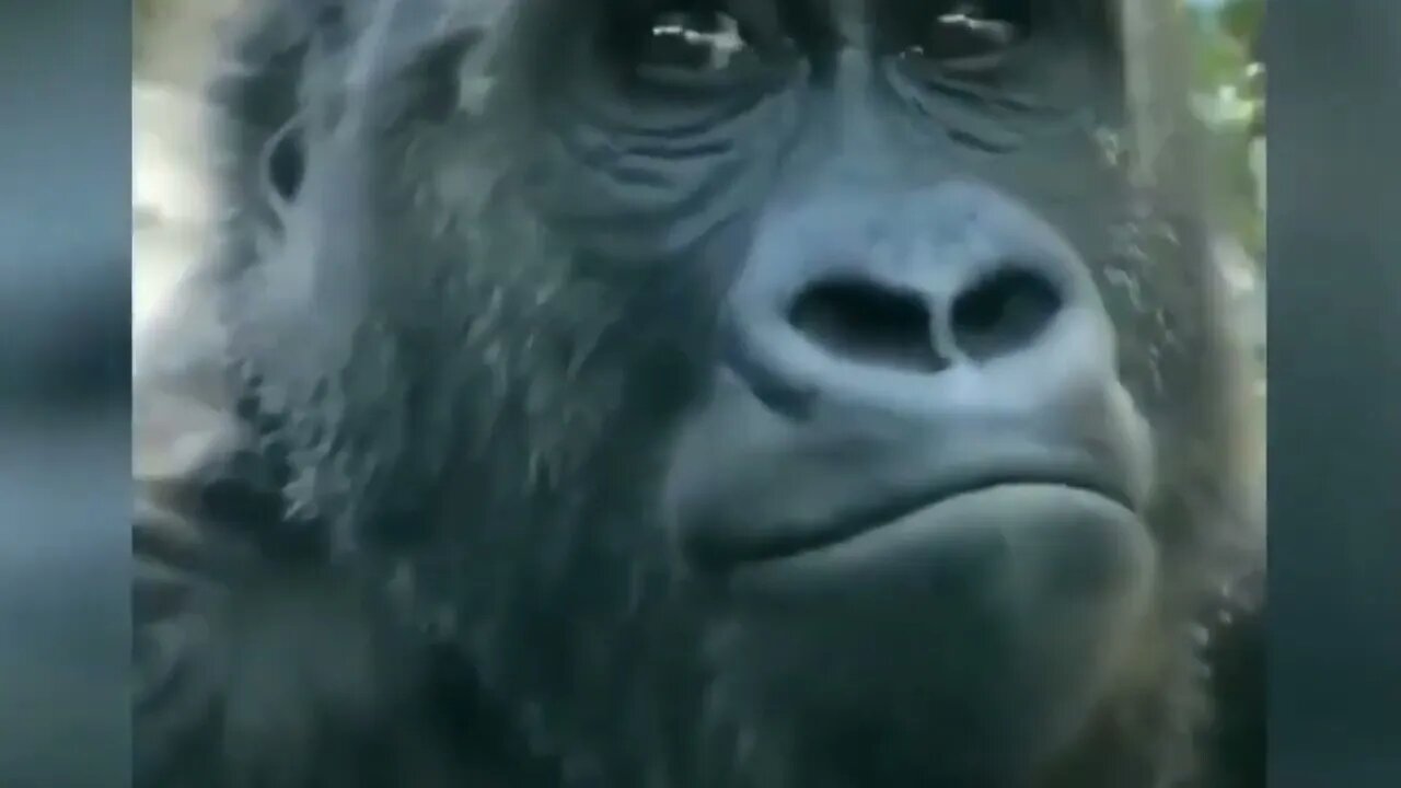 Ethiopian Funny Funniest Animals Best of Animal Videos Try Not To Laugh!