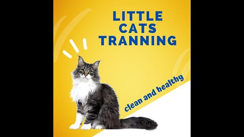 Little Cat Hacks Every Owner should know AboutThis