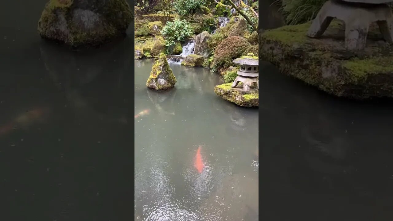 Amazing Relaxing Zen Japanese Garden. WITH KOI FISH