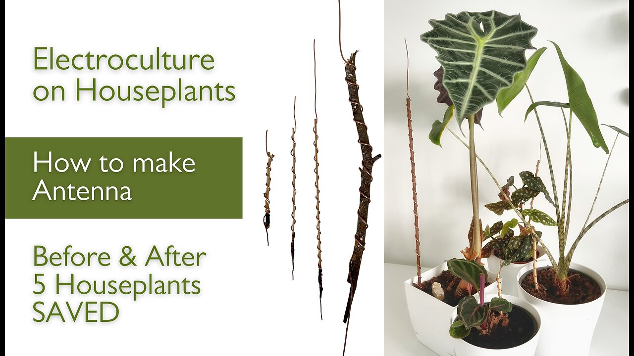 Electroculture on Houseplants; How to Make Atmospheric Antenna; 5 Plants SAVED BEFORE and AFTER