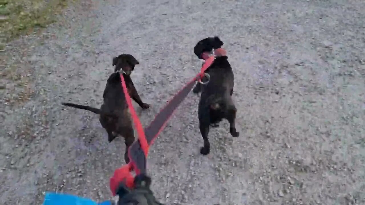 SHORT INTRO -- WHEN SCIENTISTS CREATE DOGS: introducing the three dog breeds