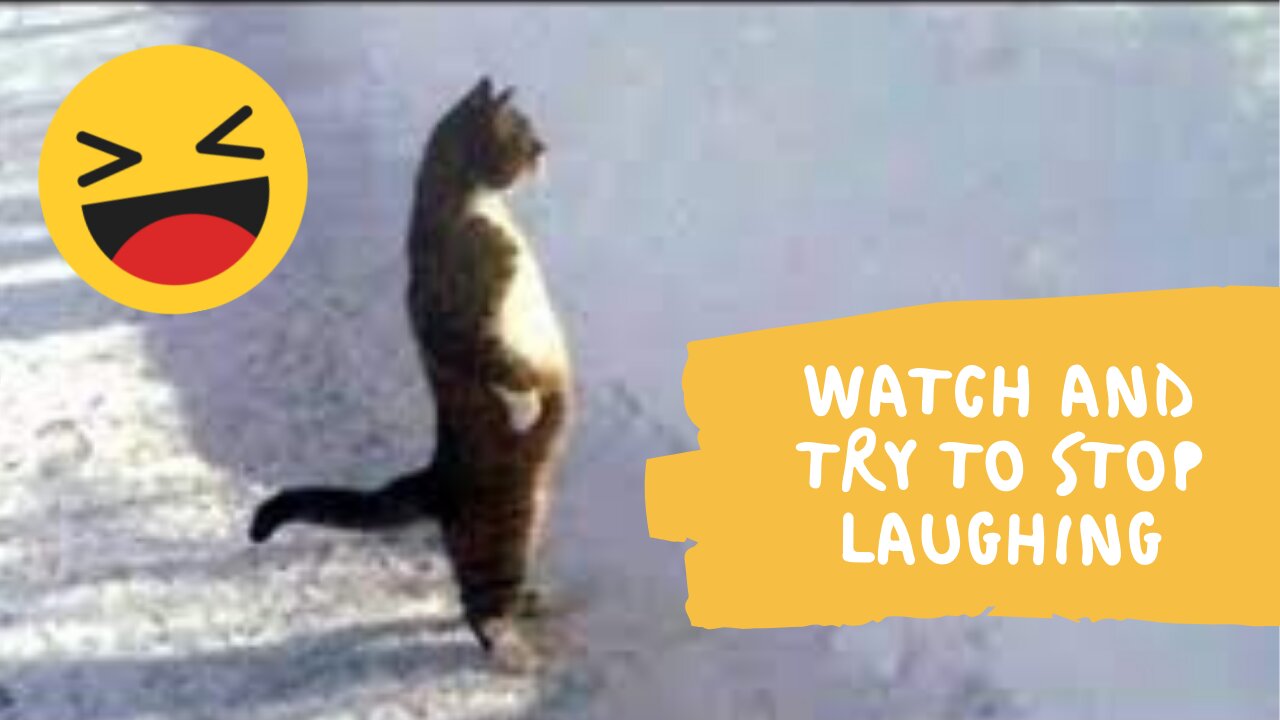 Super HARD TRY NOT TO LAUGH CHALLENGE - Funny ANIMAL compilation Fun Time