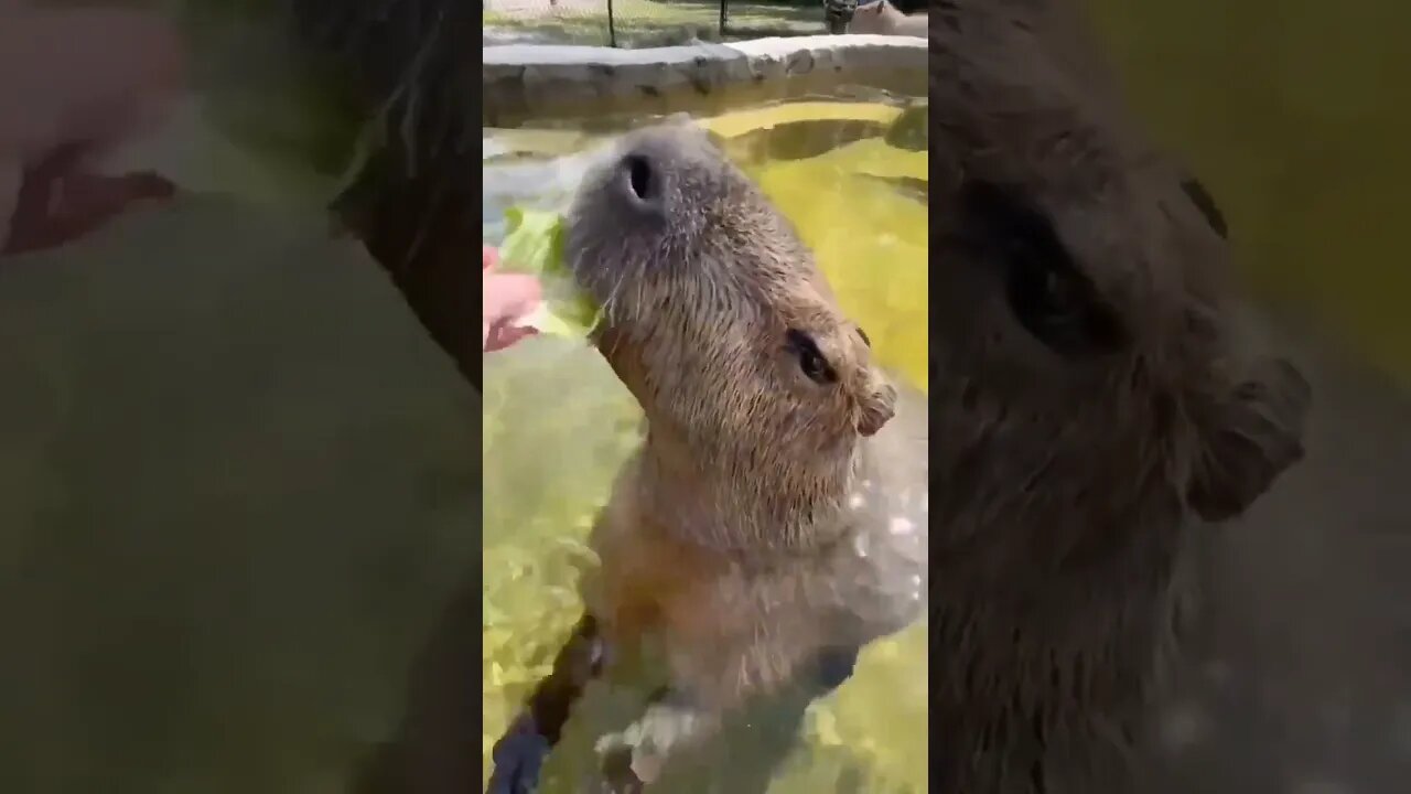 The skin of capybaras burns in the sun.