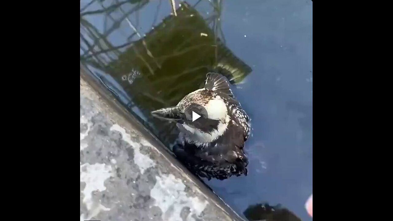 She saved a kookaburra, and a beautiful friendship formed between them.