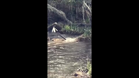 Eagle gets caught by alligator