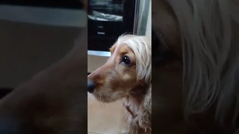 dog , shorts