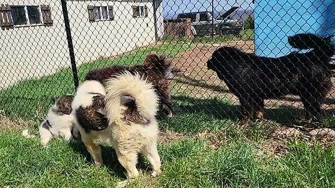 Ancient Guardians Pyrenean Mastiffs and Tibetan Mastiffs