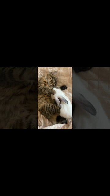 #Shorts #Animal #Magnificent #Cat #Rabbit #awe-inspiring #Love #Care