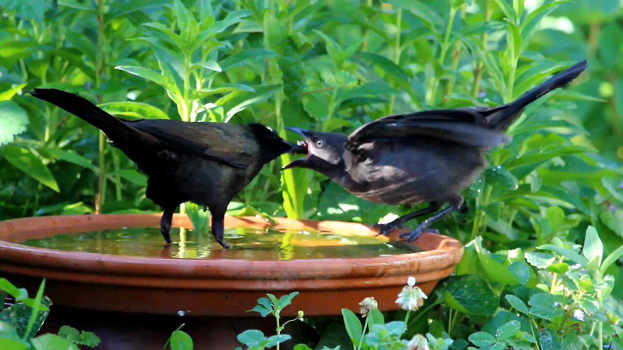 Juvenile Grackle Being Fed