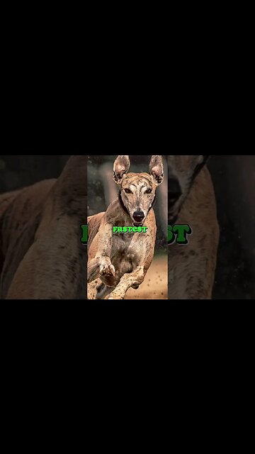 Random Facts About Animals | Random Facts About Dog #shorts #animalfacts #dogfacts