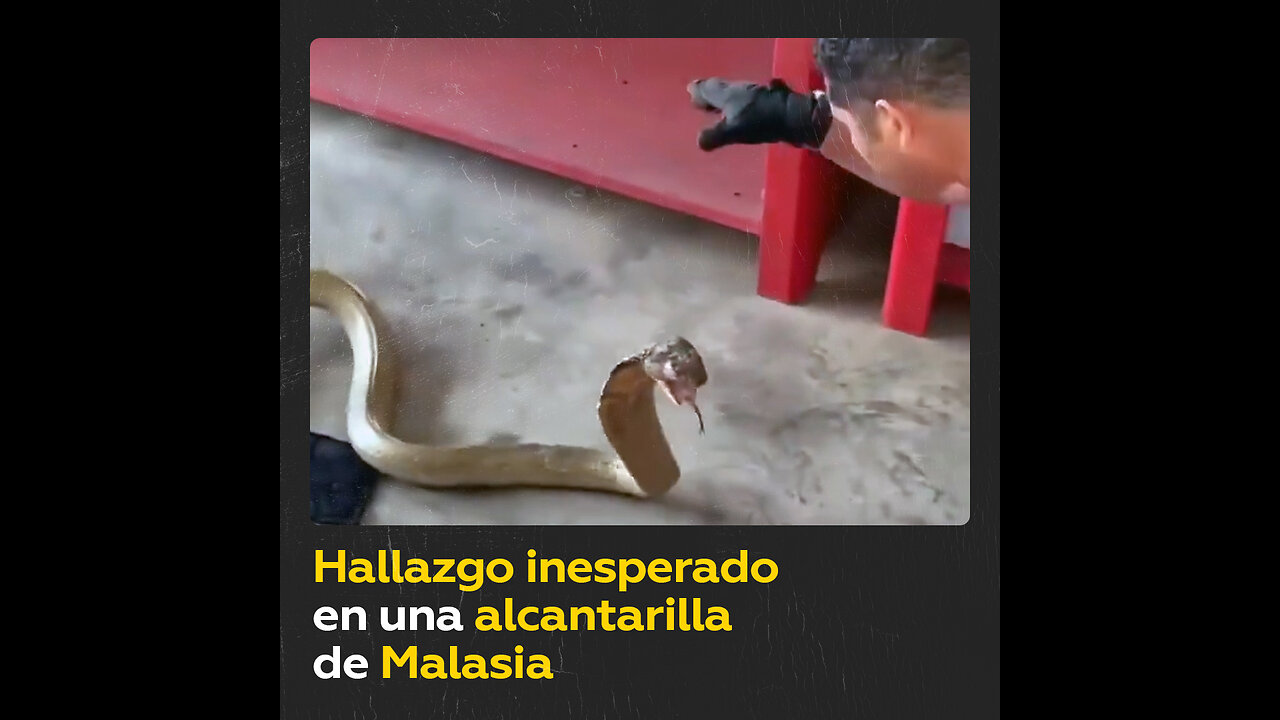 Serpiente ingeniosa hallada en el fondo de una alcantarilla en Malasia