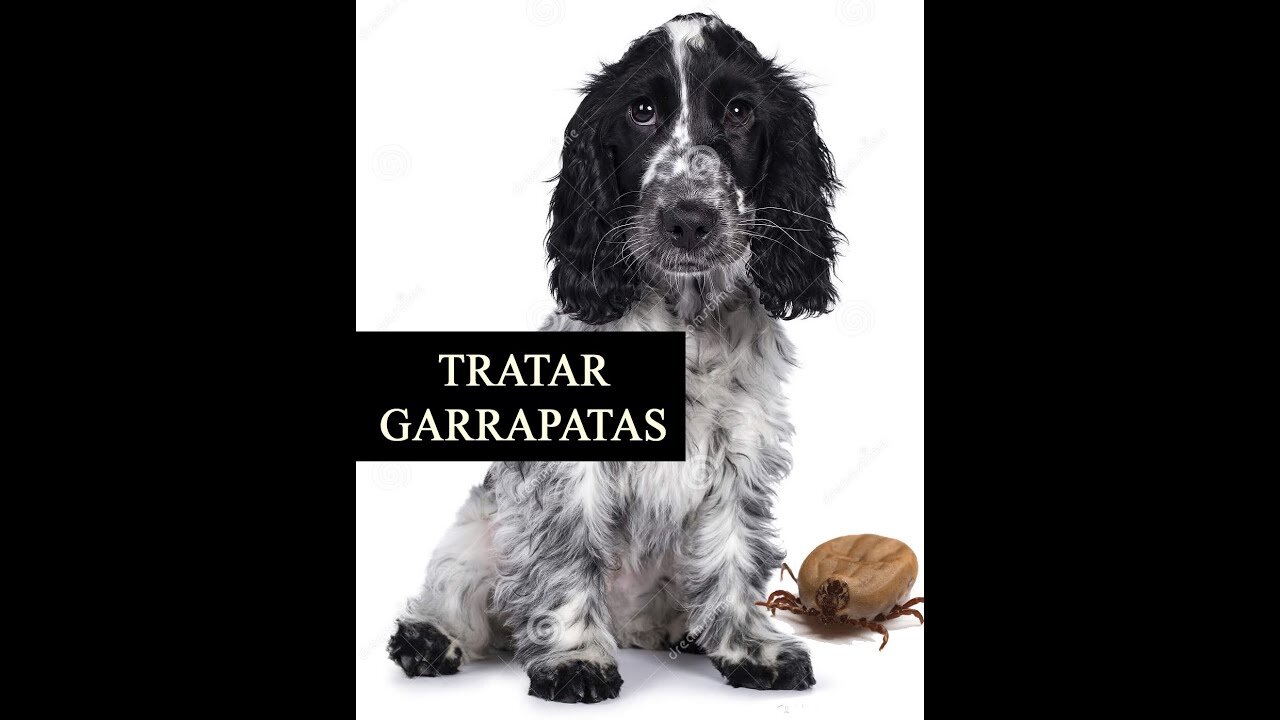 Cocker Spaniels - Cómo prevenir garrapatas y pulgas en nuestros perros NEXGARD