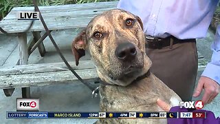 Pet of the Week: Arthur