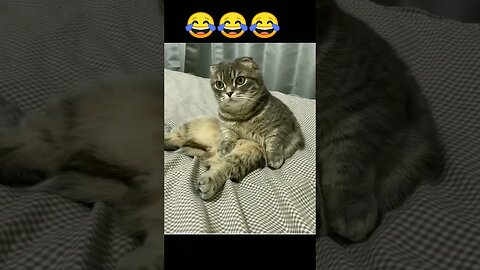 Funny Cat Pose 🤣🤣🤣🤣