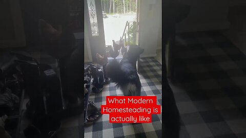 Chickens inside or inside chickens?