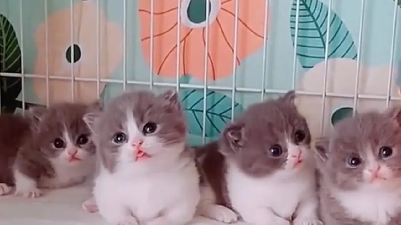 kumpulan video anak kucing lucu, funny cat videos , cute cat videos