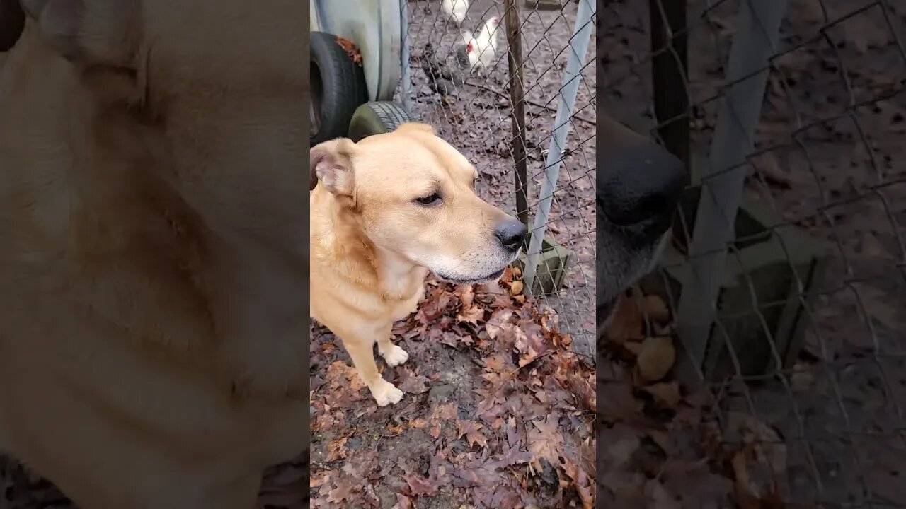 Mees guarding da chickens || #goodmorningsunshines #shortsvideo