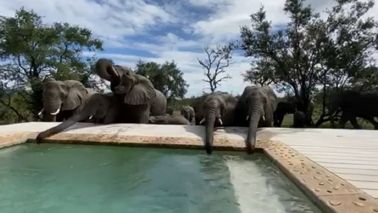 Large elephant herd drinks out of safari swimming pool