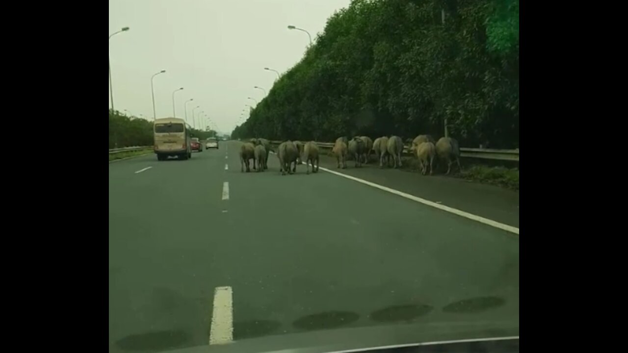 Buffalo on high-speed cars too dangerous for the driver