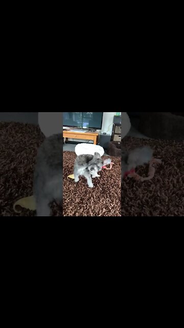 Chasing the Passive Income Dream