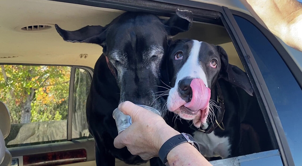 Happy Great Danes Love Their Culvers Pup Cup Treat