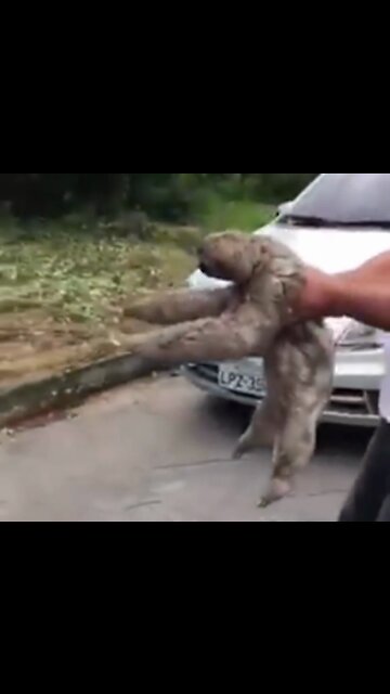 HOW COOL IS THIS?! I hope this make you smile, man helps Sloth cross the road