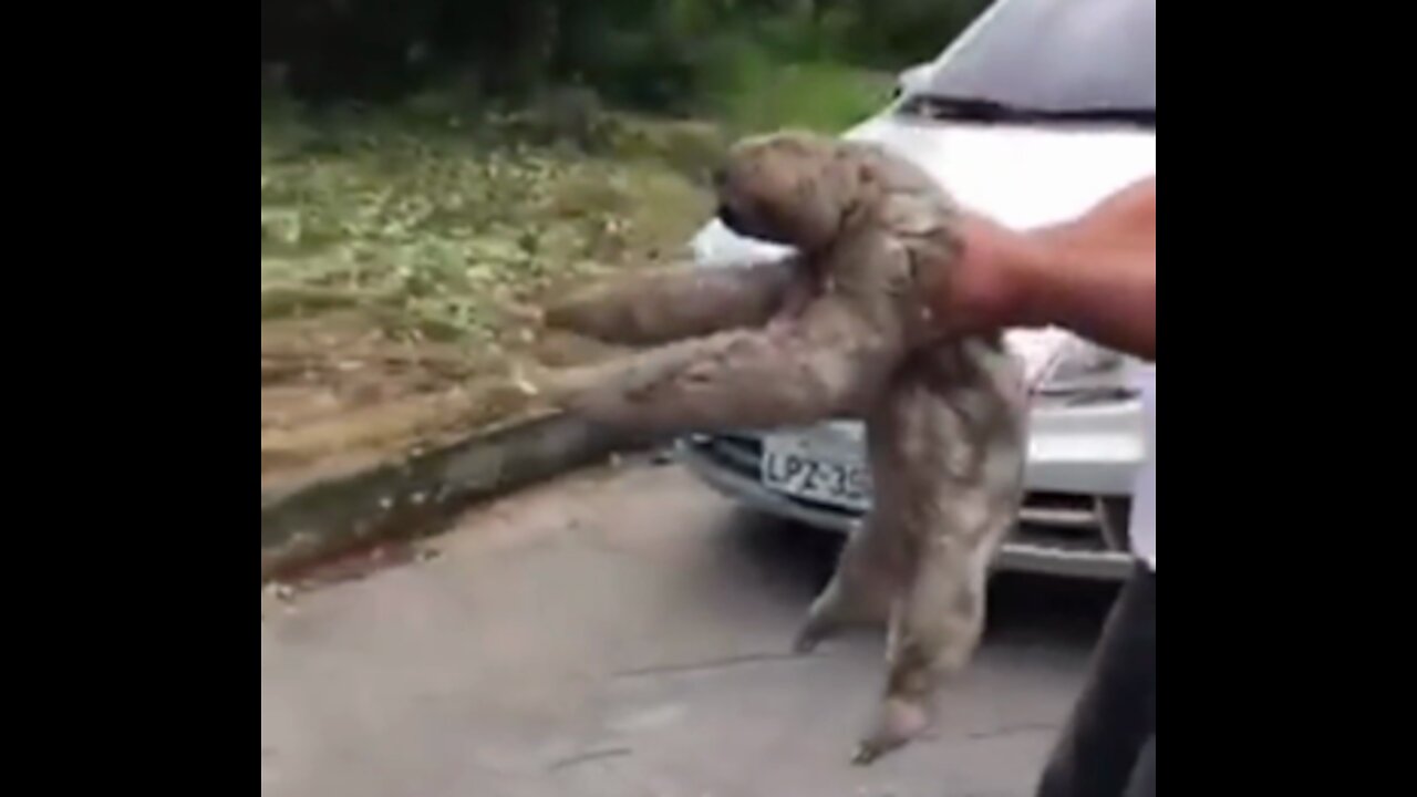 HOW COOL IS THIS?! I hope this make you smile, man helps Sloth cross the road