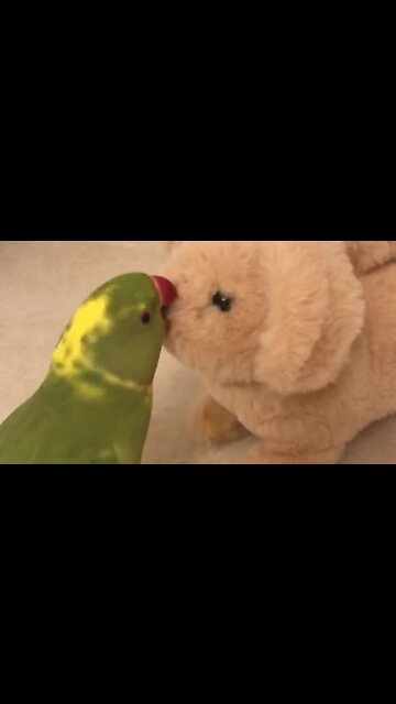 Clever parrot talks and plays with barking toy doggy