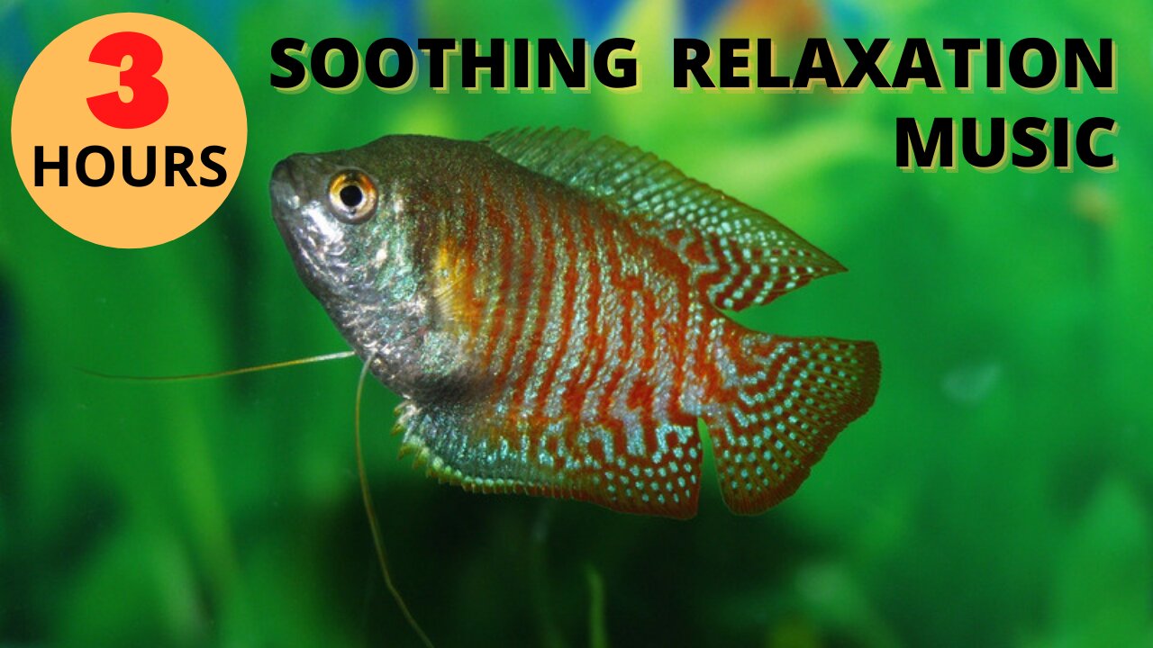 Relaxation Music, 3 Hours of Beautiful And Soothing Fish Tank Music