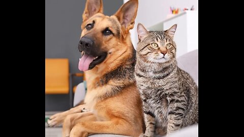 Cats and Dogs funny video - Compilation