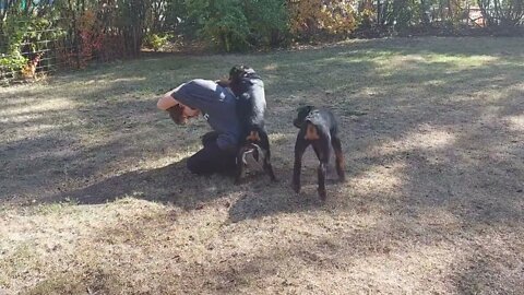 Rottweilers - Neighbors's Grandson (Russell) Training Attack Puppies.