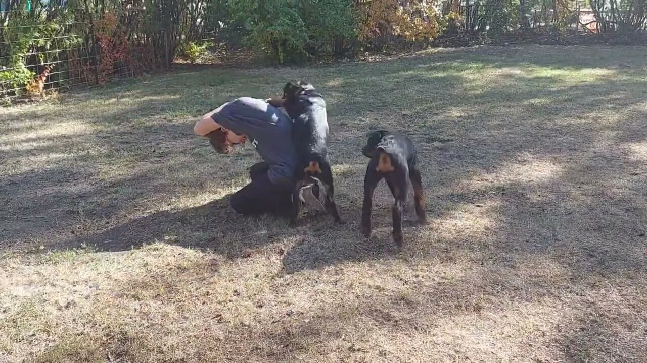 Rottweilers - Neighbors's Grandson (Russell) Training Attack Puppies.