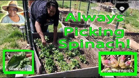 Always Picking #Spinach, Update on #blueberries - #catshobbycorner