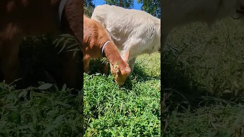 #goats #goat #grazing #pasture #homesteading