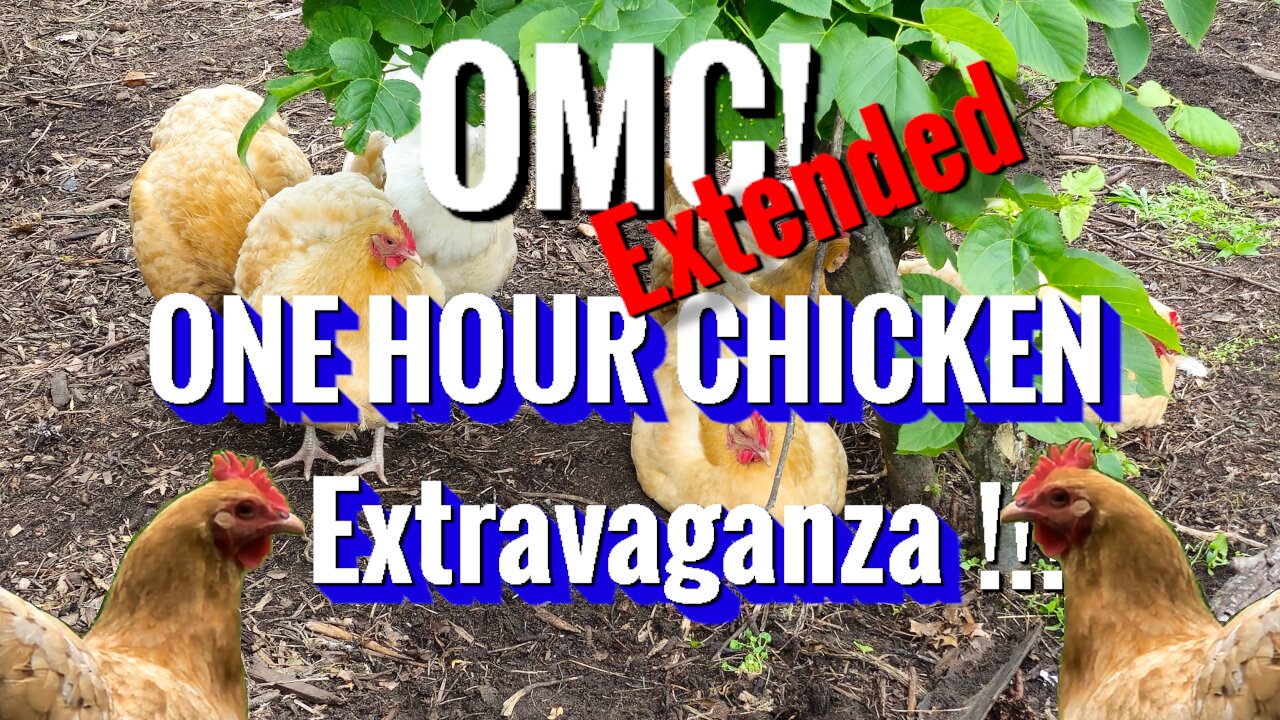 OMC! Extended: ONE HOUR Relaxing Chicken Extravaganza!!! 🐔🐤💞😊😂#chickens #extravaganza #1hour #shorts