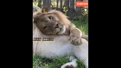 #lion love viral#cute lion#