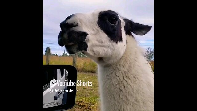 llamas at the game farm #cuteanimals #cute #shortsvideo #farmanimals #llamas