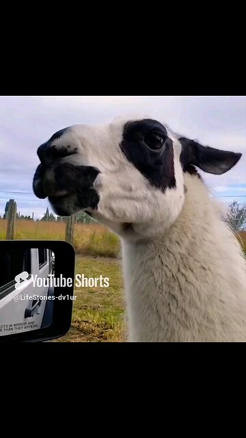 llamas at the game farm #cuteanimals #cute #shortsvideo #farmanimals #llamas